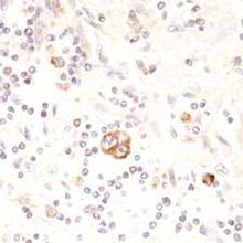 北京康為世紀(jì)生物科技 引領(lǐng)前沿生物科技，賦能健康未來(lái)